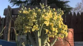Canon Vixia HF S200 Test Footage(3/8)