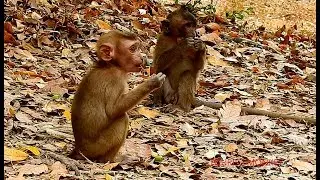 Pity adorable baby monkey, Baby Axel eat lotus and play with new friends, Pity poor baby monkey