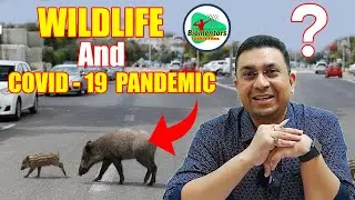 COVID-19 Pandemic | One Health Concept | Wildlife Animals and Human Health | Dr. Geetendra