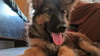 GSD Puppy..#pets #viralshorts #germanshepherd #qualitygsd #shorts #doglover#funny #love #puppy#reels
