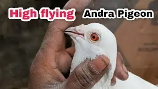Andhra high flying pigeons | best quality pigeon | best quality madrasi pigeon !