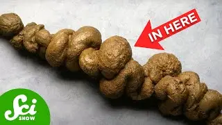 We Keep Finding Fossils in VERY Weird Places...