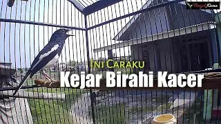 Cara Menaikan Birahi Kacer Dengan Cepat