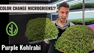 Color Changing - Microgreen Lights - On The Grow - Purple Kohlrabi