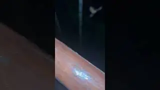 Frog suicide