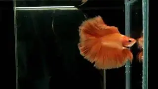 { Sold out } Betta Splendens : (0510-5) Orange Moon HM DTM.mp4