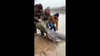 Insane Catfish Steals Fishing Equipment #Shorts