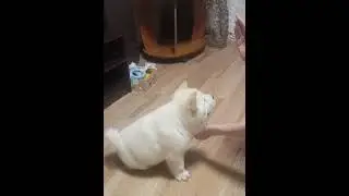 щенок чау-чау смуф 2 мес выполняет команды) кто еще считает, что чау необучаемы?