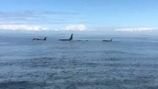 Southern Resident Killer Whales - JPod