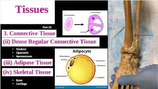 ligament | tendon | bone | cartilage | adipocytes | dense connective tissue | specialized connective