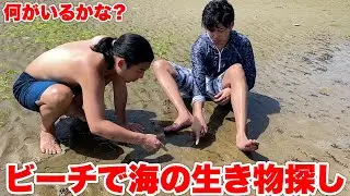 マリンダムの砂浜で生き物探ししてたら凄いものが見つかった！？