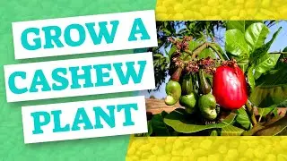 How To Grow A Cashew Plant At Home - Cashew Harvesting - Cashew Plant