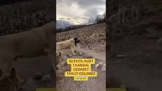50 zahme W&ouml;lfe, 1 KANGAL. Mut l&auml;sst sich nicht nachahmen.