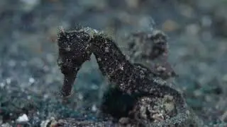 Day 4 - Lembeh Straight Muck Diving
