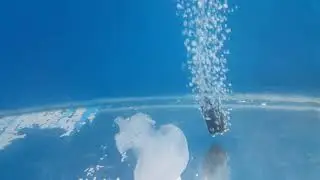 Jellyfish 101