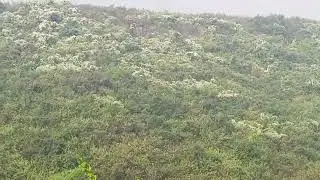 view of Munger hills forest