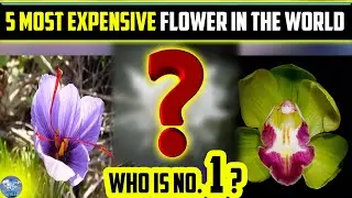 5 Most Expensive Flower in the world | Top 5 Flowers | Worlds Most Expensive Things