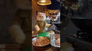 Street Food: A Persian Cat selling Seafood Bulgogi Stir-fry at Amman Downtown Vendors