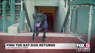 Finn the bat dog returns to Aviators games