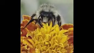 bumblebee close up