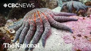 Giant sea stars are melting away &mdash; now scientists know why