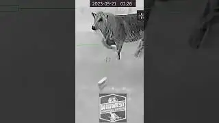 Nice boy&hellip;. #AGM #eatbeef #coyote #bobcat #hogs #thermalhunting #shorts #fyp