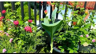 මැලේසියාවෙන් ගෙනාපු දේවල් බලන්න එන්නකෝ 🥰 | home gardening |rooftop /balcony gardening 