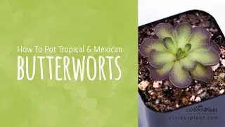 Tropical & Mexican Butterworts - Potting