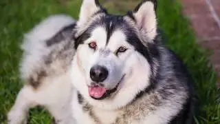 Alaskan Malamute | from Puppy to Adult