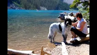 Misiu the Newfoundland/Border Collie Mix in Banff