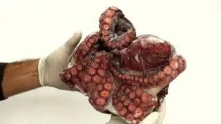 Frozen Whole Cooked Octopus (Yanagi Tako)