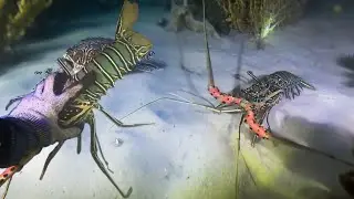Night Diving for Seafood &ndash; Catching Lobster, Fish, Crab, Squid & Octopus | Ocean Vlog September 22