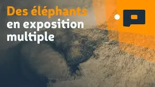 📷Des éléphants en exposition multiple - Kenya 2018 - 1/4