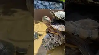 🐢#Red eared slider turtle basking area #turtle basking platform