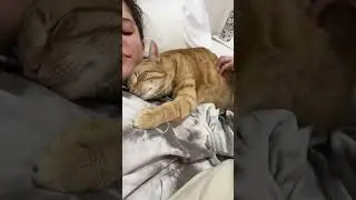 Snuggles and Purrs: My Cat&rsquo;s Cozy Nap 😺💤