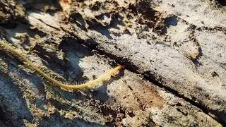 @@    centipede - Geophilomorpha