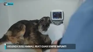 Violenza sugli animali, reati quasi sempre impuniti. Il report di Legambiente