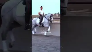 gelding PRE horse. Piro free