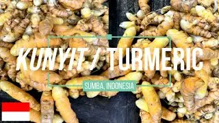 KUNYIT / TURMERIC #SUMBA #INDONESIA #65