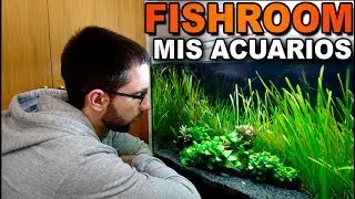 MIS ACUARIOS Seguimiento, algas y mas peces 🐠🌱 | AcuariosRtules