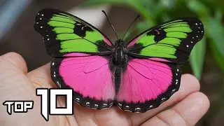 Top 10 Most BEAUTIFUL Butterflies On Planet Earth | Things Around