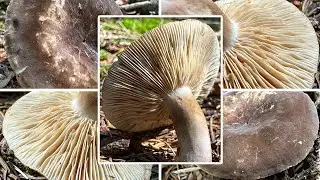 Pechschwarzer Milchling essbar? Verwechslung & Portrait | Ru&szlig;brauner Milchling, Lactarius picinus