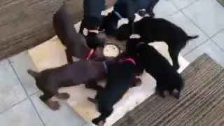 Interstellar doggos