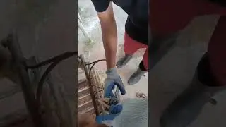 Ear tattooing of the cow for identification