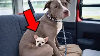 She Refused To Leave The Shelter. When I Found Out Why, I Burst Into Tears.
