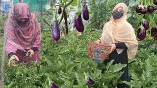 Wangun Yakhni | Apne Kitchen Garden Se Hi Nikale Baingan | Saas Ne Hi Sikhaya Fry Krna