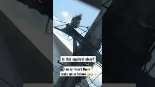 Crazy Squirrel Screaming For Help! 🐿️🌰🌲