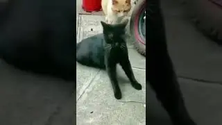 El mundo felino 🐱