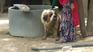 Emport Quality Saint barnard dog in jaipur dog adoption by pets zoo