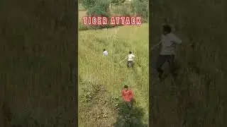 Tiger attack on villagers| tiger attack on human